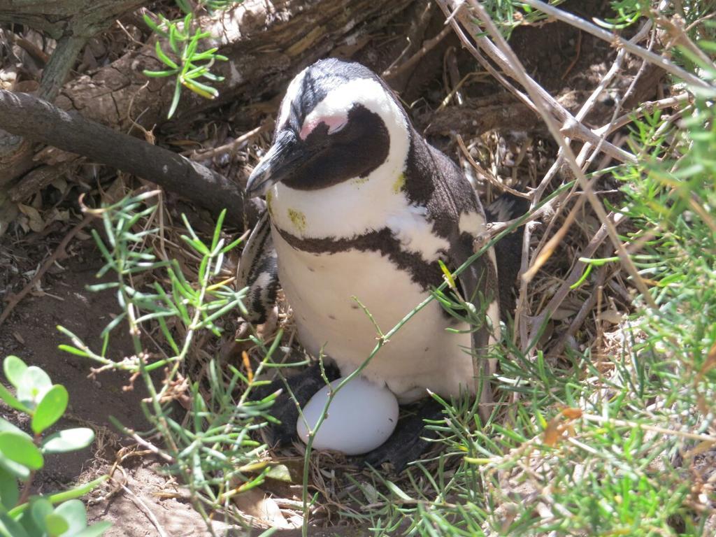 Penguins View Guesthouse Simonʼs Town Exteriér fotografie
